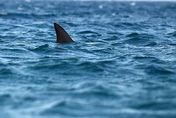 觀光景點淪死亡陷阱！3m巨鯊竄海面　19歲女遭撕裂狠咬…當場爆血身亡