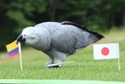 日本世足「不妙了」！「通靈鸚鵡」占卜出爐　全場嘆氣喊加油