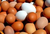 蛋殼越粗越新鮮？紅殼比白殼更營養？ 專家破解雞蛋的4大迷思！