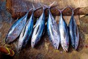 台灣水產品再次卡關　大陸海關總署官網顯示暫停出口秋刀魚等800件海產品