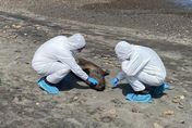 南美洲爆H5N1疫情釀千隻海獅及企鵝死亡　智利出現首例人類感染個案
