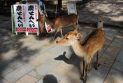 影/奈良鹿「鞠躬次數」銳減　日本研究：受新冠疫情「遊客變少」影響