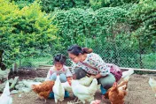 暑趣玩/台北4大親子共遊路線　「種菜養雞」體驗一日農夫