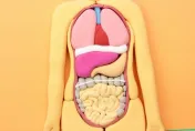 你的腸道健康嗎？醫揭「腸」壽檢測2大重點：先看糞便長相正不正常