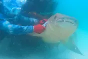 影/鯊魚誤咬魚鉤受困海底　潛水教練勇敢出手救