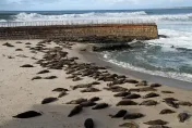 為降低海獅與人類之間衝突　聖地牙哥議會宣布關閉拉霍亞海灘岩石區