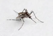 秋季出遊小心2蚊蟲與蜂螫！醫分享「4預防措施」預防蚊蟲