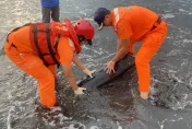 2隻抹香鯨「遭鯊魚猛攻」擱淺外澳沙灘！傷痕累累搶救不治