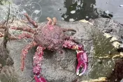 西子灣一天狂撈千隻螃蟹！外型詭異「紅紫蟹螯」超醒目　他建議別吃