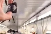 影/不想變晚餐？婦人帶螃蟹搭火車牠衝出塑膠袋「逃生」　乘客幫抓笑翻