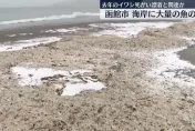 影/北海道函館海灘出現大量魚骨　蔓延400公尺彷彿積雪