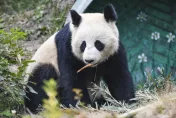 大陸重啟貓熊外交！美聖地牙哥動物園今夏將重獲一對大貓熊