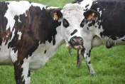 禽流感肆虐美國農場　世衛公布生牛奶中驗出H5N1病毒