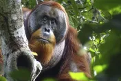 全球首見！紅毛猩猩「自製草藥敷傷口」　1個月後神奇痊癒了