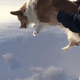 影/驚爆！柯基被飼主「萬里高空墜落」竟奇蹟生還…網傻眼：真的嚇歪