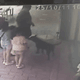 影/母帶3稚女逛三義木雕街　店家黑狗突衝出咬傷2孩