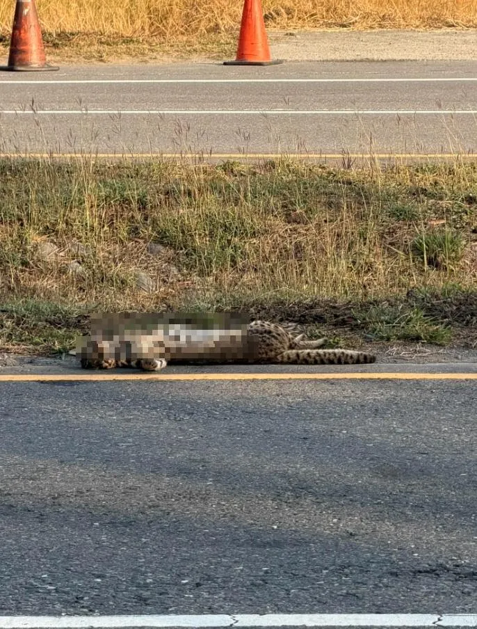 2026年首起路殺!驚見石虎「口吐鮮血」慘死公路旁
