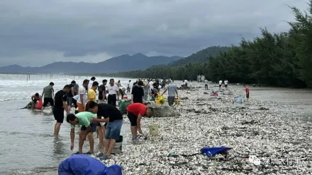 影/颱風過境深圳再現「海鮮灘」　生蠔、蜆隨便撿！民眾：麻袋裝不下