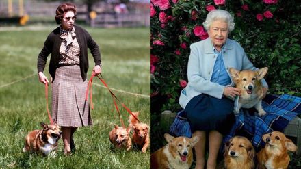 英國女王辭世／柯基竟能感應憾事「蜷縮成球」哀悼　網感慨：愛犬不笑了