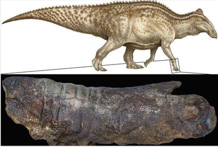 全球不超過20具！罕見「恐龍木乃伊」　皮層留有6700萬年前鱷魚咬痕