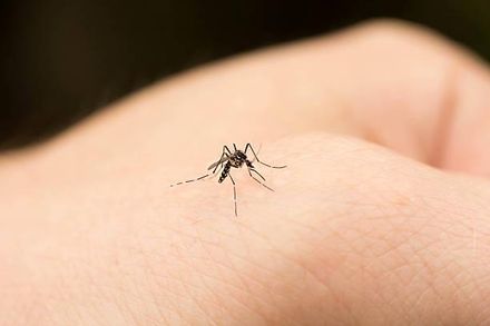 小黑蚊不是蚊子！叮咬後又腫又癢　台中榮總研究「世界首創」小黑蚊疫苗