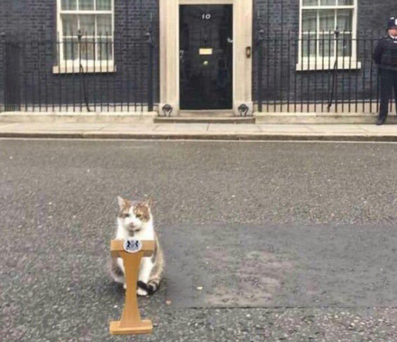 英國首相特拉斯剛辭職　「第一貓賴瑞」發文：國王問我要不要當首相