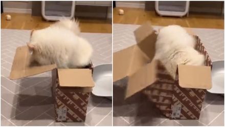 影/液體貓咪？緬因貓「撐爆紙盒」裝沒事！喵：看來偶是固體