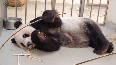 陸專家順利探視團圓一家 台北市立動物園：感謝中央各部會協助