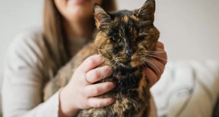 【影】人瑞還是萌！英貓獲認證「相當於人類的120歲」　成世界最長壽的貓