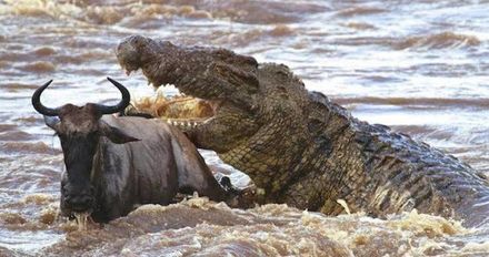 東非謠傳出現百歲食人鱷　300人命喪嘴下