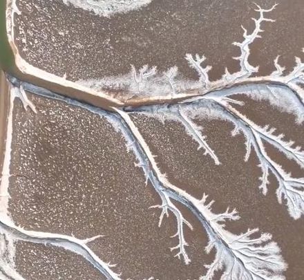 【影】大自然親手繪製山水畫　黃河入海口現絕美「潮汐樹」