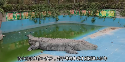 麻豆「巨鱷小河」送陸動物園5年成皮包骨　網友心疼：快被養死了！