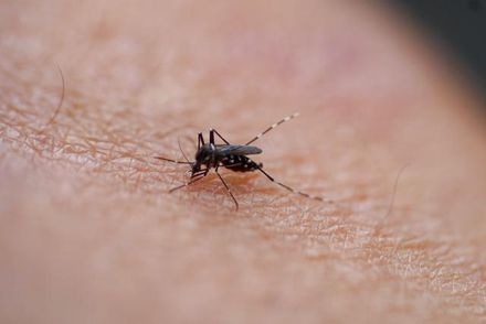 殺蟲劑沒用了！日研究驚曝：亞洲蚊子突變「抗藥性強1000倍」