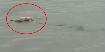 印尼4歲男童河邊戲水失蹤　2天後民眾驚見巨鱷背「無咬痕」屍體至船邊
