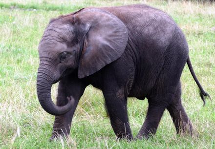 泰國象吃到催熟香蕉身亡　獸醫警告：天然的才能餵