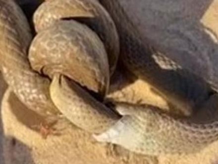男子遇2巨蛇海灘猛烈交纏！　意外拍下最致命毒蛇互食情況
