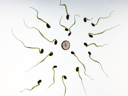 男性看過來！ 研究：感染新冠病毒恐降低精子品質 確診輕症也會受影響！