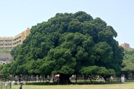 成大榕樹矗立滿100年！日治時期種下　今成台南人共同記憶