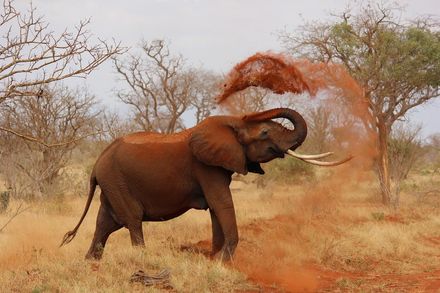南非動物園大象試圖開門「逃獄」　馴養員上前安撫竟遭象牙攻擊重踩慘死