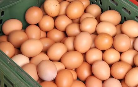 快訊/雞蛋降價了！去年7月至今首見　產地批發價14日起降3元