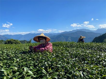 久旱不雨！阿里山茶區乾死、產量砍半　每斤恐漲逾50元
