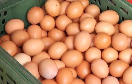 庫存上千萬顆雞蛋賣不掉「送豬農還得倒貼」　農委會被批「錯估下單時間」