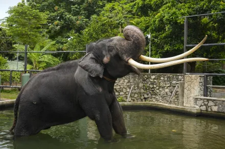 泰國贈予斯里蘭卡大象遭「虐待」引爆外交糾紛　搭2千萬專機返國治療