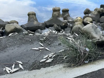 影/撈不完…基隆河浮出數公噸魚屍體　北市府：高溫致溶氧量低