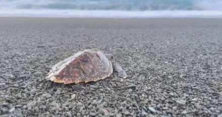 蘭嶼海龜產卵期！玳瑁遭繩網纏身受困　專家揭陸地「光害」是最大威脅