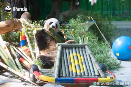 熊貓生日竟送「豪華跑車」！網笑翻：熊貓也要比排場？