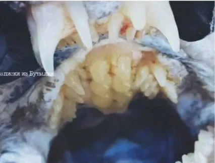 深海怪魚「狼鰻」現蹤　口內滿滿尖牙連上顎都整排長齒