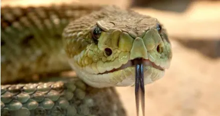為幫朋友脫困！澳洲翁遭蛇咬了幾口　醫護到場前毒發亡