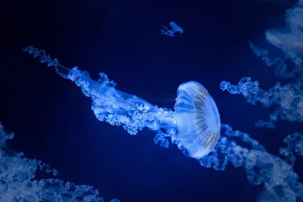 雖然「無腦」但不笨！科學家發現水母具備快速學習、短期記憶能力