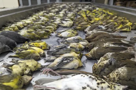 芝加哥一夜之間大量候鳥撞窗而亡　鳥屍遍佈地面有如地毯